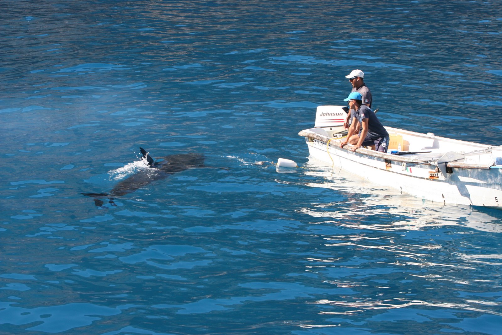 LANZAN AUTORIDADES ALERTA POR PRESENCIA DE TIBURÓN BLANCO EN LITORAL SONORENSE