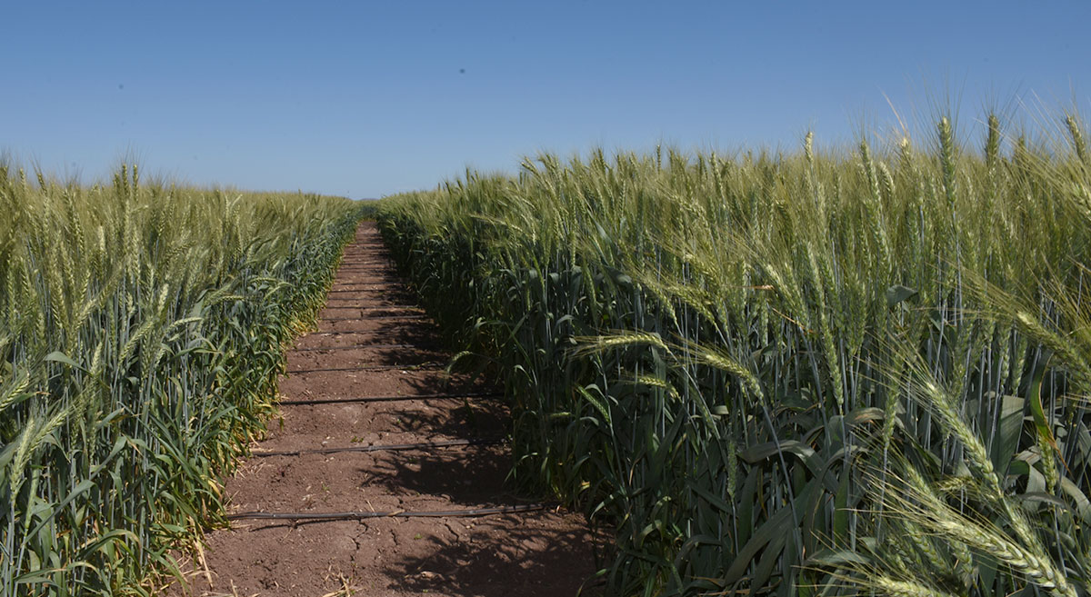 PREVÉN PÉRDIDAS MILLONARIAS EN EL VALLE DEL YAQUI POR FALTA DE AGUA PARA CULTIVOS