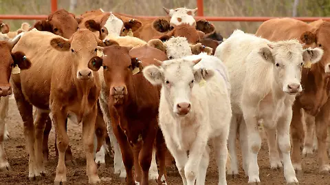 DESCARTAN PRESENCIA DE FIEBRE AFTOSA EN GANADO SONORENSE; “PAUSA” EN EXPORTACIÓN HACIA EU