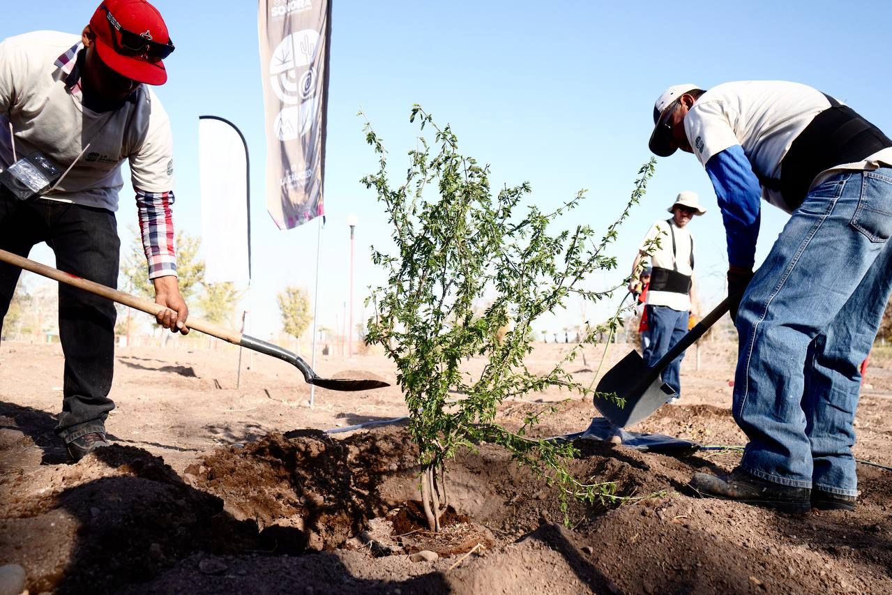 Inician reforestación del Bosque Urbano La Sauceda