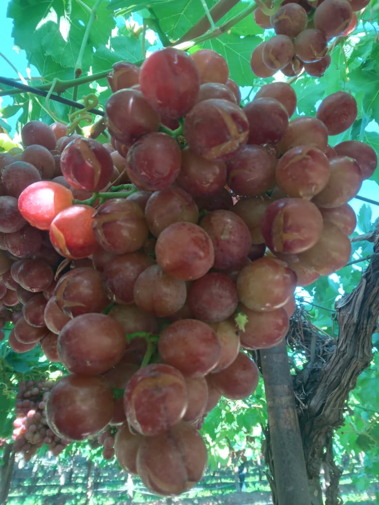 AFECTA LLUVIA A LA PRODUCCIÓN DE UVA DE MESA EN SONORA