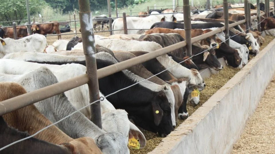 Capacitarán a ganaderos sonorenses sobre combate al gusano barrenador