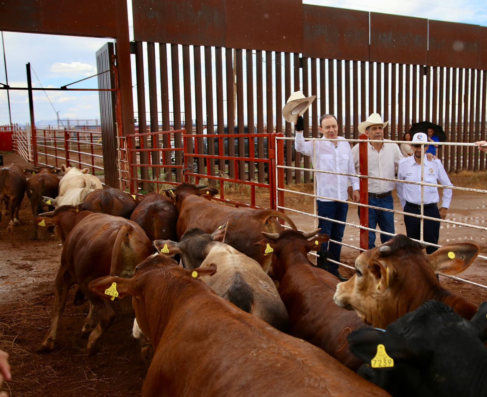 SE REANUDA LA EXPORTACIÓN DE GANADO SONORENSE HACIA ESTADOS UNIDOS TRAS SEMANAS DE IMPEDIMENTO
