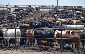 BUSCA GOBIERNO FEDERAL IMPLEMENTAR PROGRAMA DE PRODUCCIÓN DE CARNE PARA EXPORTACIÓN