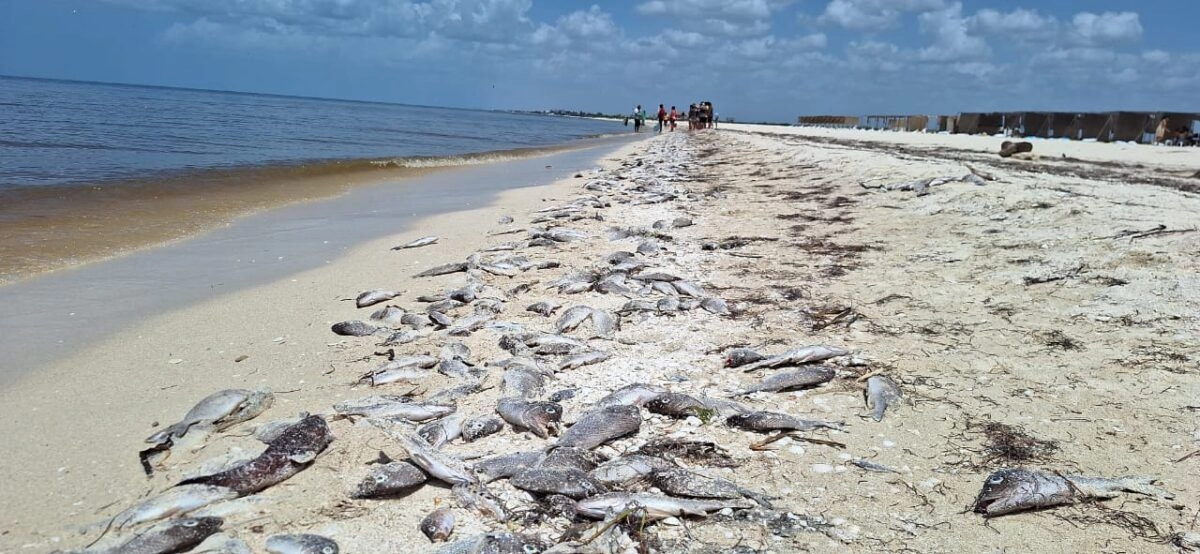Registra franja costera yucateca presencia de Marea Roja