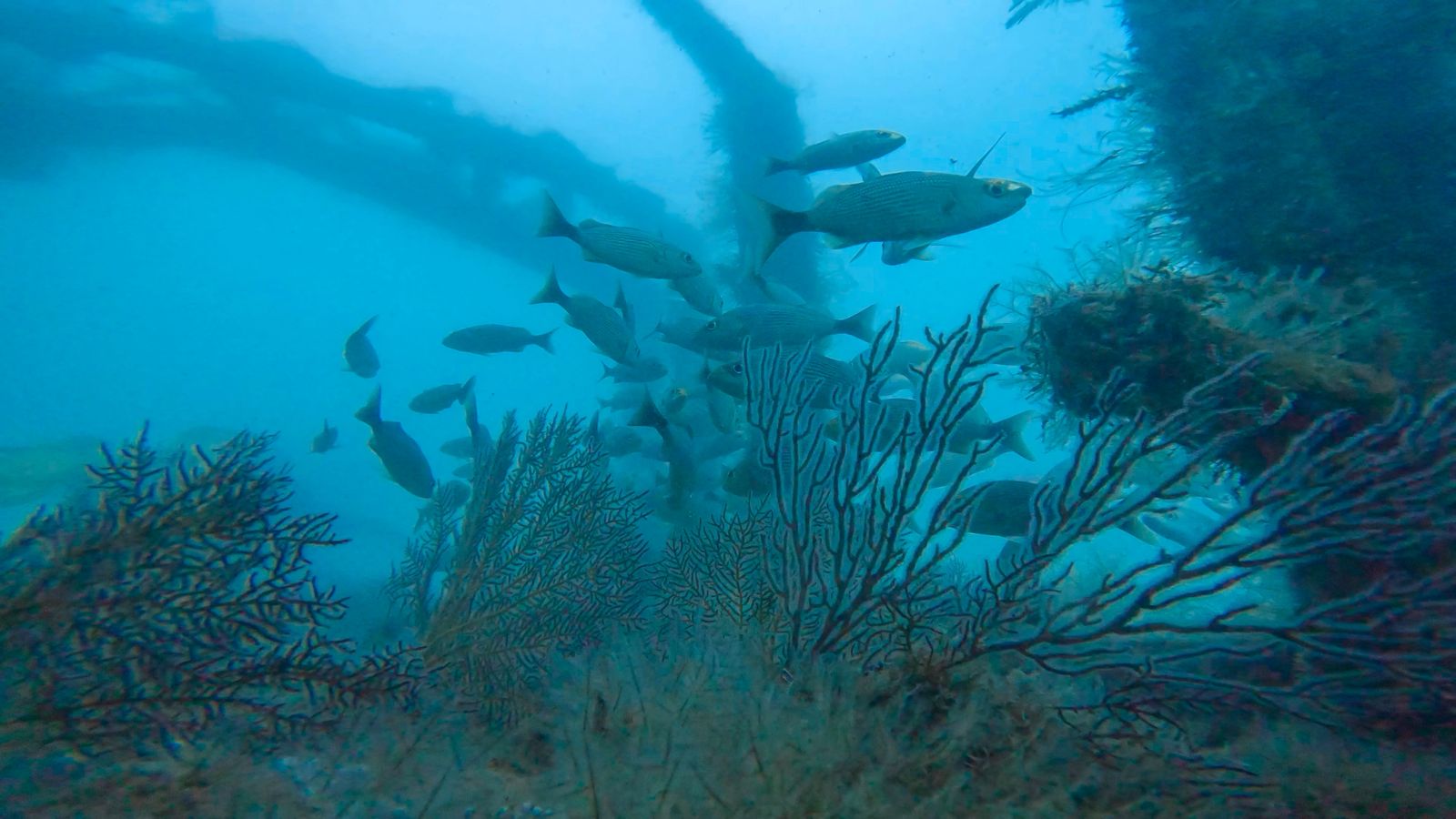 Avanza primer Sistema Arrecifal Artificial en Sonora Avanza primer Sistema Arrecifal Artificial en Sonora