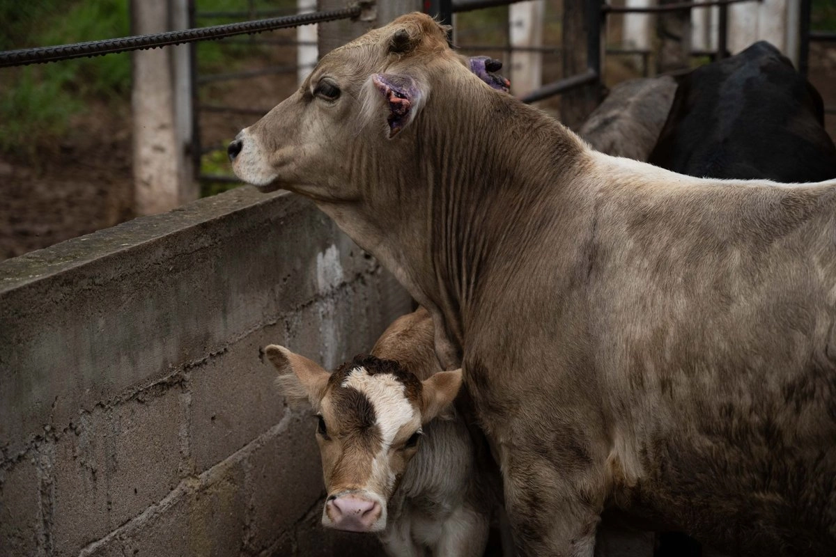 SIGUEN ACTIVOS CENTENARES DE CASOS DEL GUSANO BARRENADOR DE GANADO EN MÉXICO