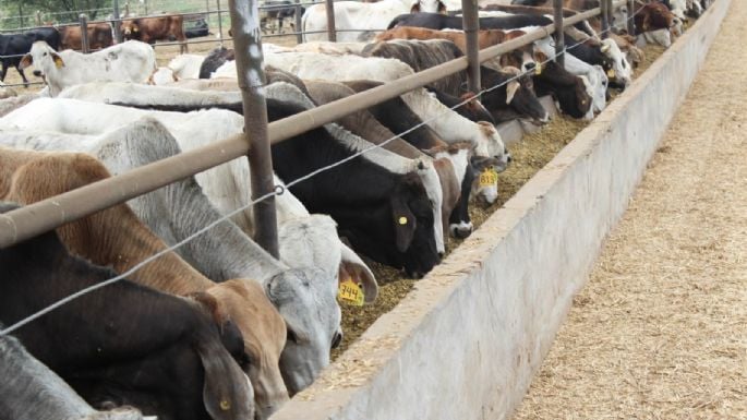 ENDURECEN MEDIDAS PARA ATACAR EL BROTE DEL GUSANO BARRENADOR EN MÉXICO ENDURECEN MEDIDAS PARA ATACAR EL BROTE DEL GUSANO BARRENADOR EN MÉXICO