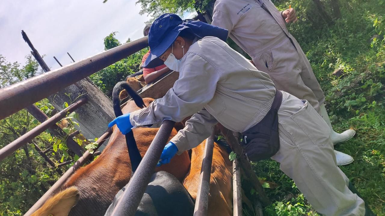 Se mantiene Sonora libre del gusano barrenador de ganado
