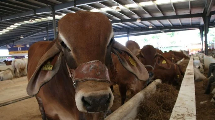 Se expanden los casos de gusano barrenador en México