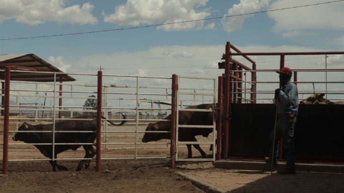 Se extiende plaga del gusano barrenador a Zacatecas Se extiende plaga del gusano barrenador a Zacatecas