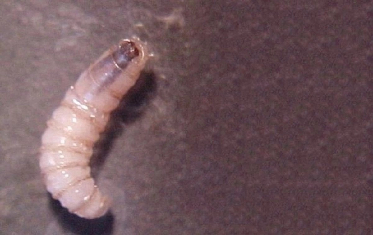 Llega a Texas la mosca del gusano barrenador de ganado