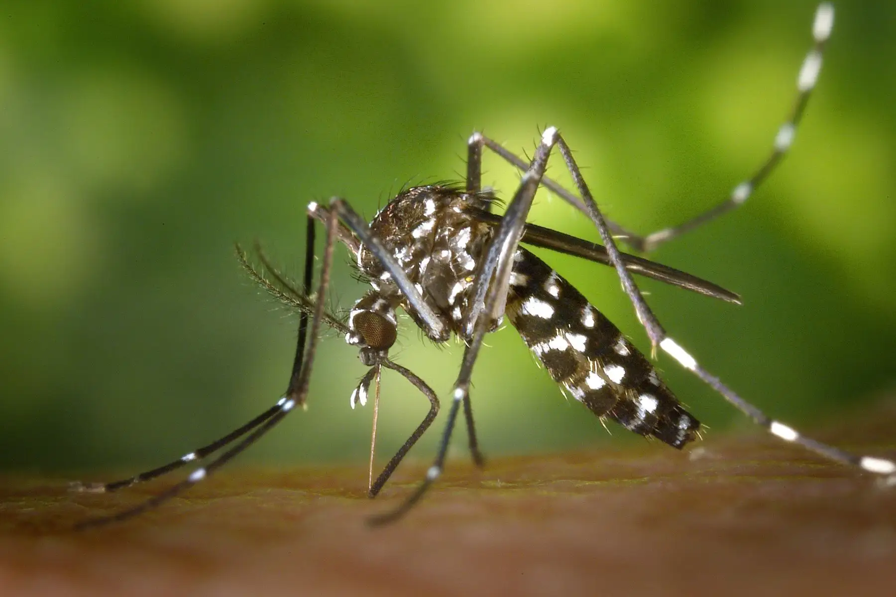 Descubren expertos qué tipo de piel prefieren los mosquitos