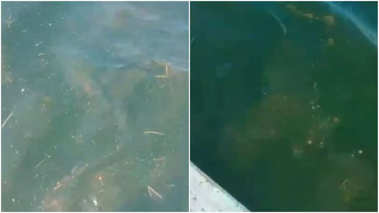Denuncian pescadores presencia de petróleo en el mar
