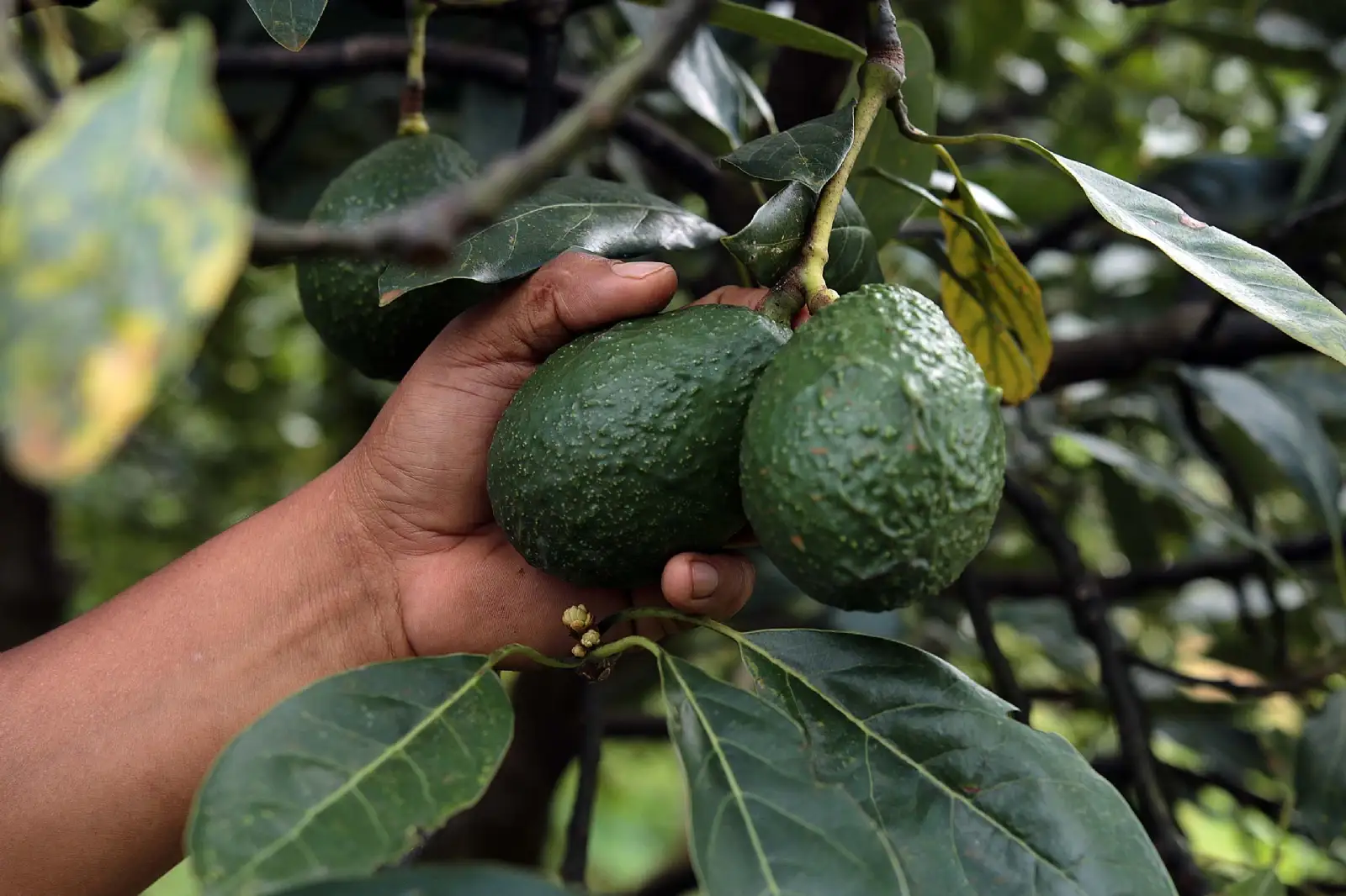 Busca gobierno resolver freno a exportación de aguacate