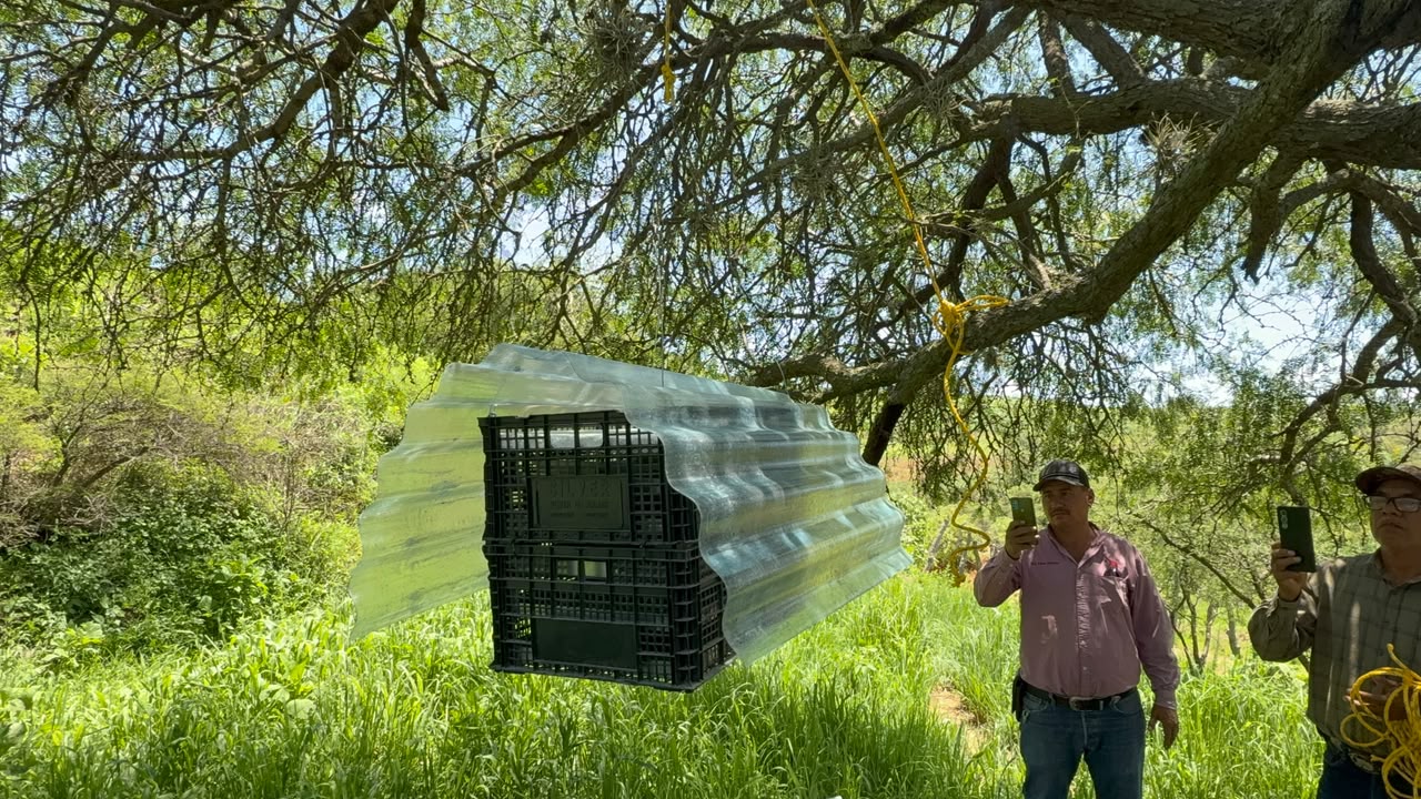 LIBERAN MILES DE LARVAS DE MOSCA ESTÉRIL PARA COMBATIR AL GUSANO BARRENADOR EN SONORA