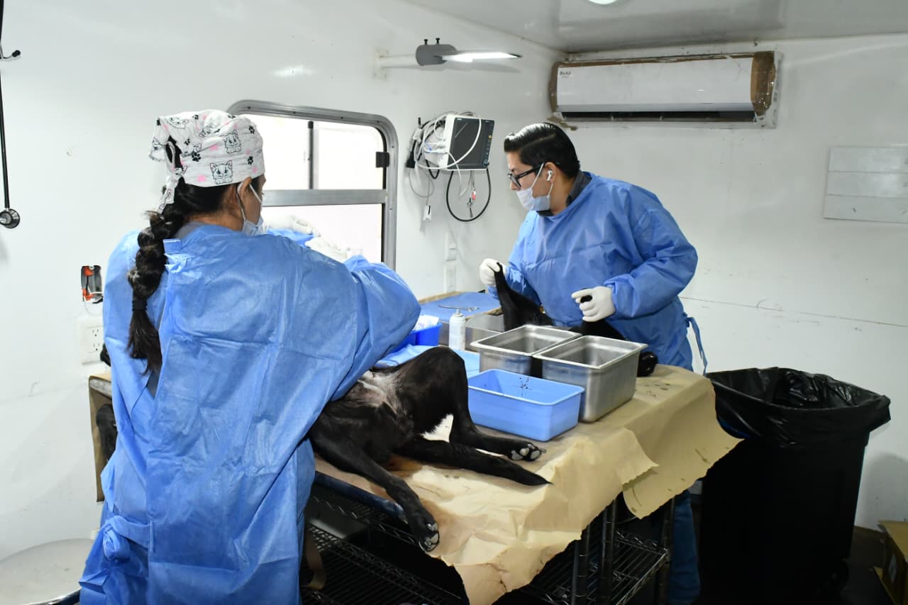 Realizarán jornada gratuita de esterilizacion de mascotas en Hermosillo